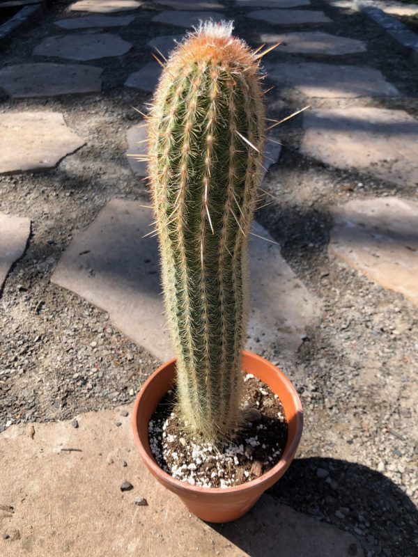 Espostoa Melanostele Cactus