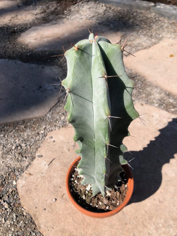 Stenocactus Pruinosus Cactus