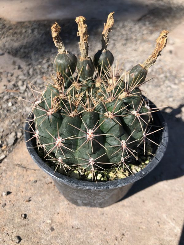 Gymnocalycium Baldianum Cactus