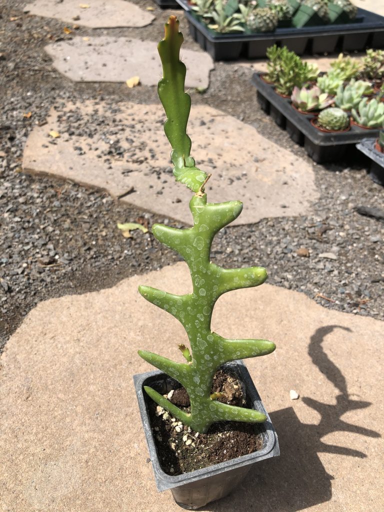 Fishbone Cactus Ric Rac Zigzag Cactus Cactus Kingdom Cacti and