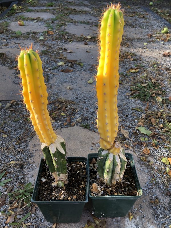 Trichocereus Pachanoi Variegata | Variegated San Pedro Cactus