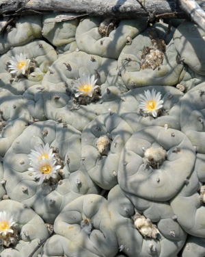Lophophora Diffusa Vizaron Cactus Seeds