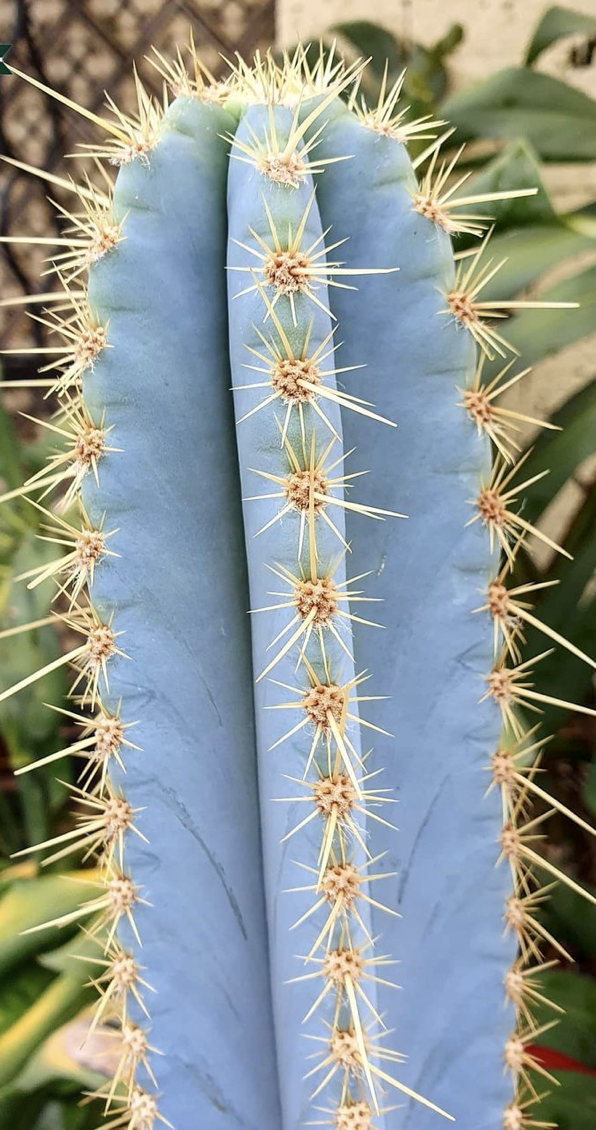 Pilocereus Pachycladus Cactus Seeds