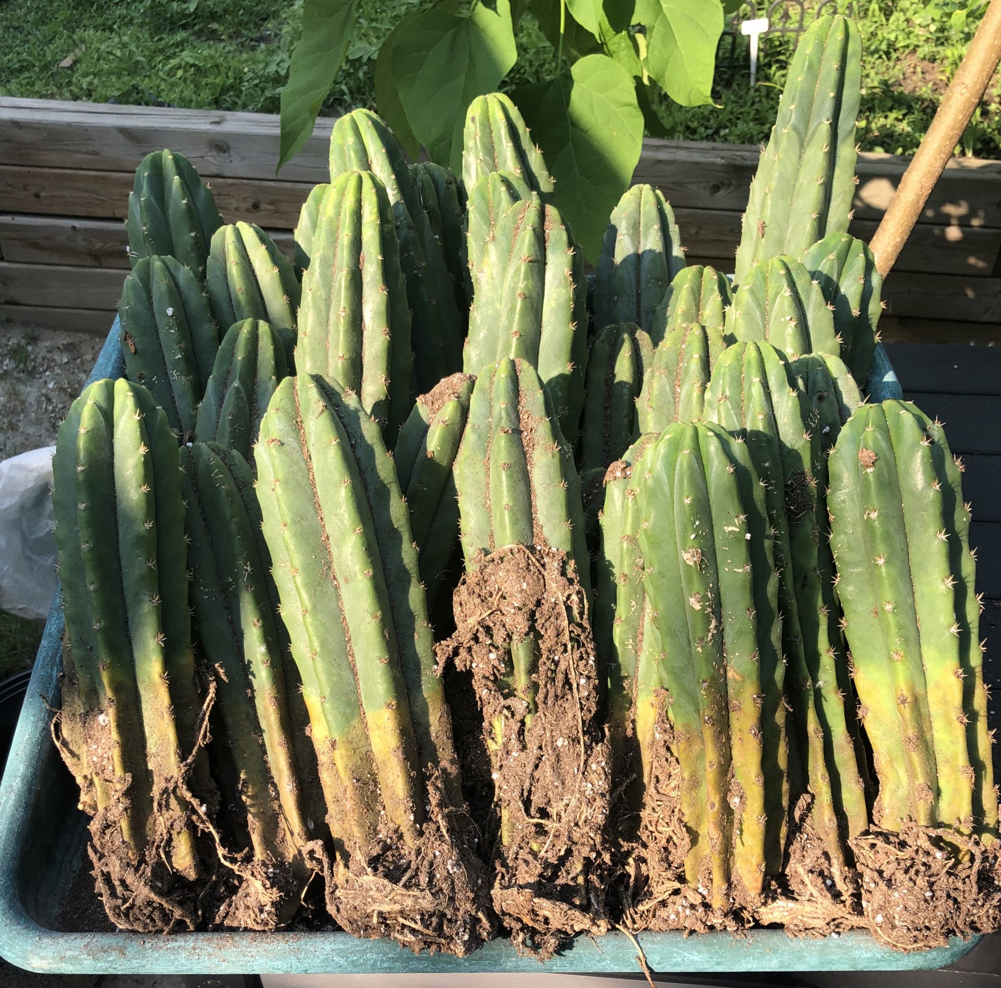 Trichocereus Pachanoi San Pedro Cactus - Cactus Kingdom Cacti and
