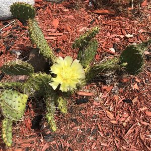 Cold Hardy Prickly Pear Opuntia Cactus