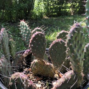 Cold Hardy Prickly Pear Opuntia Cactus | Purple