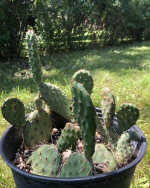 Cold Hardy Cacti