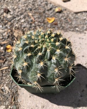 Gymnocalycium Anisitsii Cactus