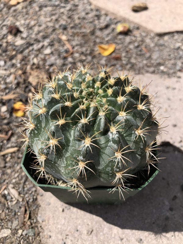 Gymnocalycium Anisitsii Cactus