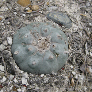 Lophophora Williamsii var.