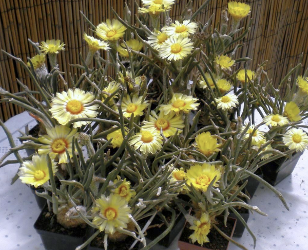 Astrophytum Caput Medusae Cacti Seed