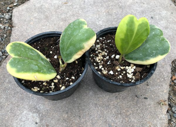 Hoya Kerrii Variegata Succulent