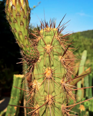 Trichocereus Fulvilanus | Echinopsis Deserticola Cactus Seeds