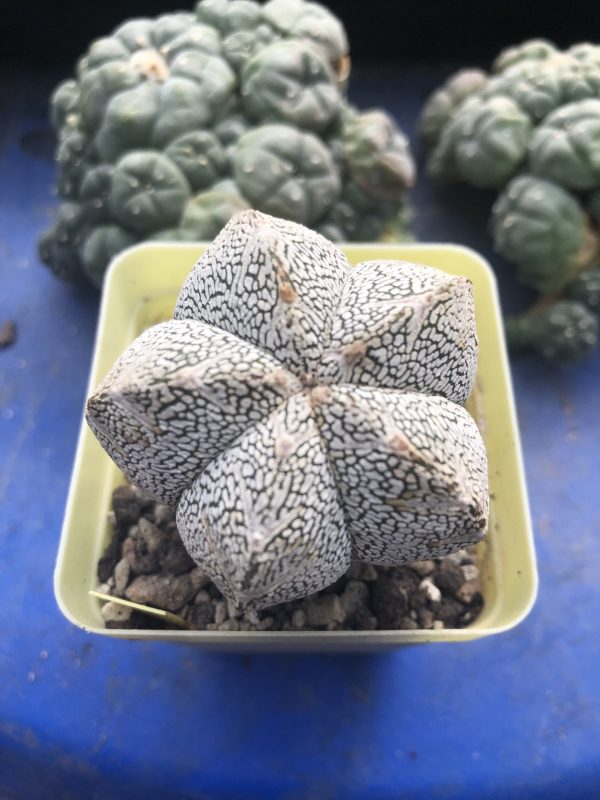 \Astrophytum Myriostigma cv. ONZUKA Cactus