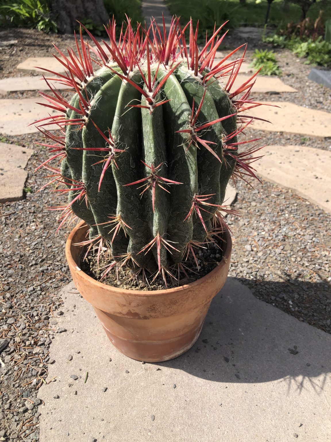 Ferocactus Latispinus Specimen Cactus Cactus Kingdom Cacti and Succulents