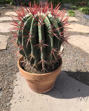 Ferocactus Latispinus Specimen Cactus