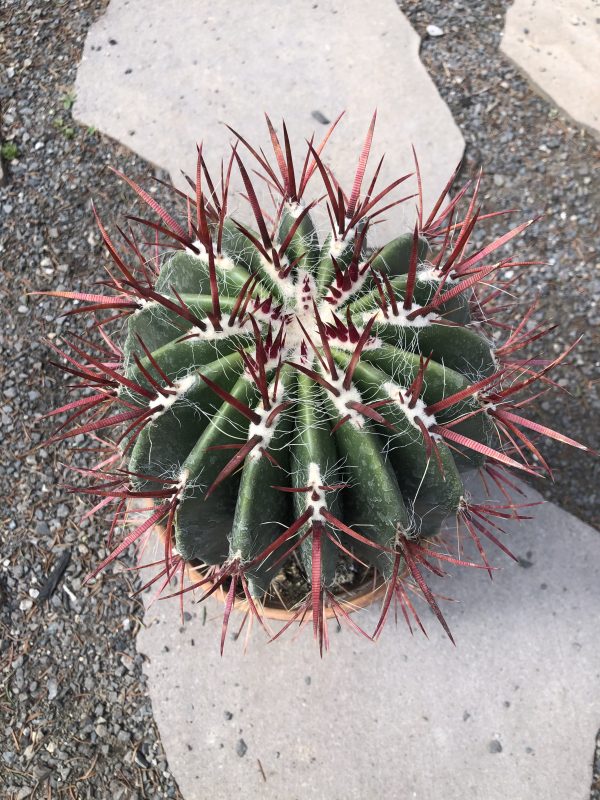 Ferocactus Latispinus Specimen Cactus