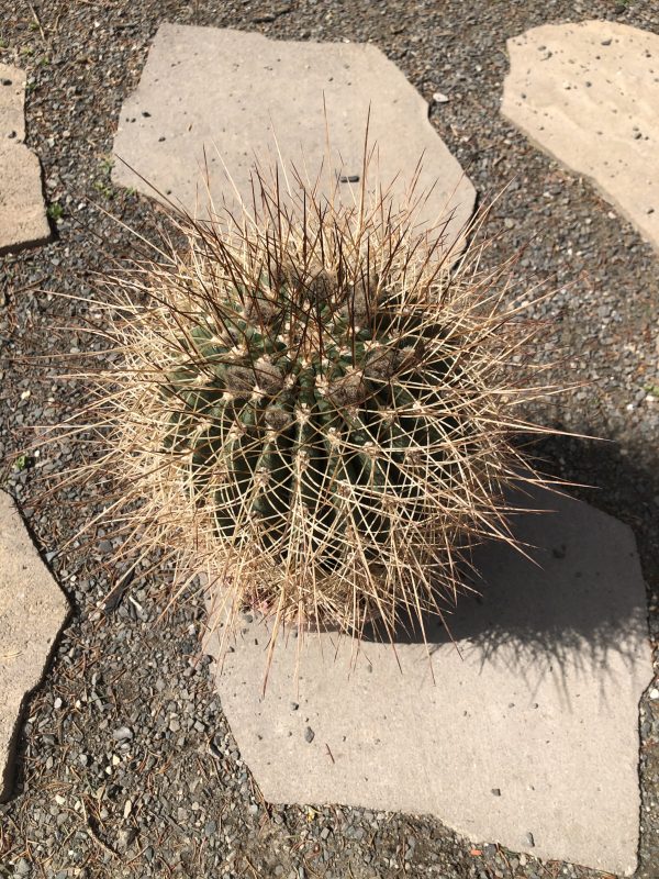 Specimen Cactus