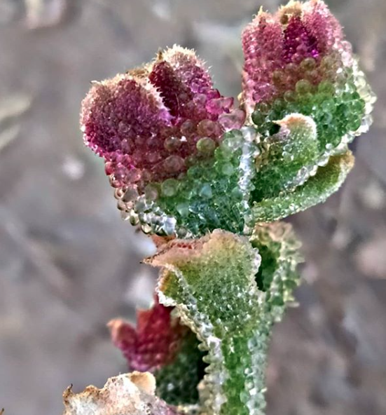 thumbnail image 2 of 20 CRYSTAL ICE PLANT SEEDS (Mesembryanthemum Crystallinum) Edible 2 of 12