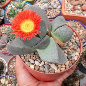 Pleiospilos Nelii Seeds