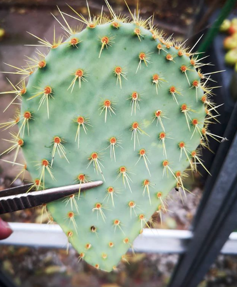 Opuntia Cactus Seeds | Opuntia Cacti Seed Mix