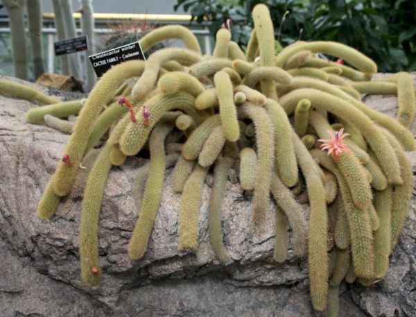 Hildewintera Aureispina Cactus Seeds | Golden Rat Tail Cactus Seed