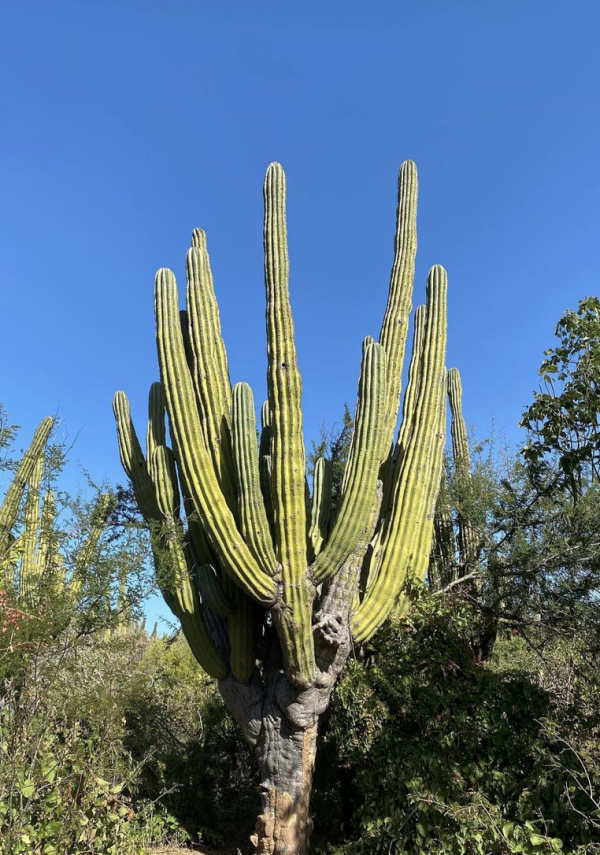 Pachycereus Pringlei | Mexican Giant Cardon Cactus Seeds