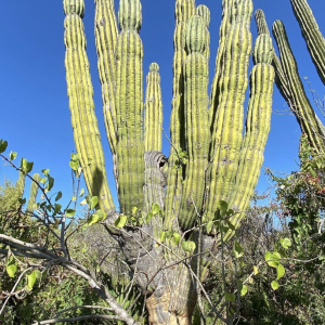 Pachycereus Pringlei | Mexican Giant Cardon Cactus Seeds