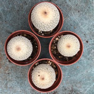 Epithelantha Micromeris Cactus 
