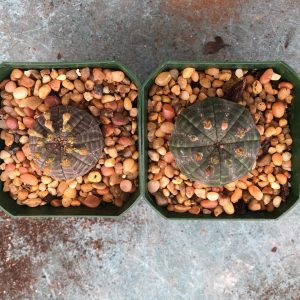 Euphorbia Obesa