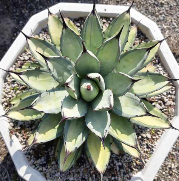 Agave Seed Mix