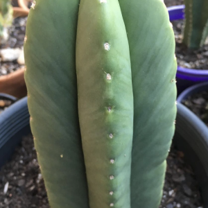 Trichocereus Scopulicola Cactus Seeds