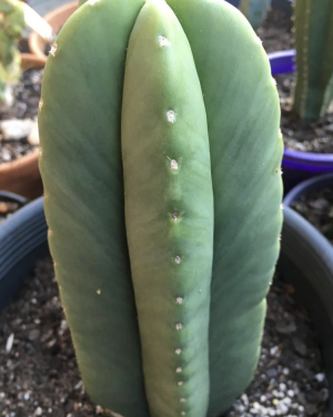 Trichocereus Scopulicola Cactus Seeds
