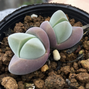 Gibbaeum Mix Seeds