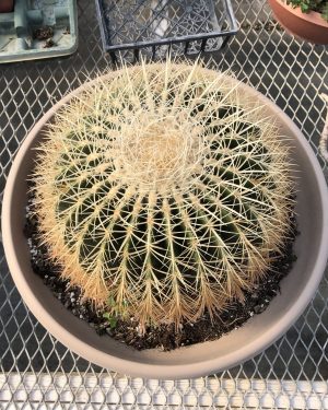 Golden Barrel Cactus | Echinocactus Grusonii