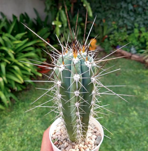 Stetsonia Coryne Cactus Seeds 