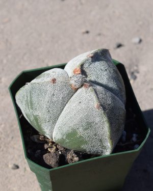 Astrophytum Myriostigma Tricostatum Cactus