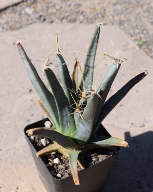 Leuchtenbergia Principis Cactus