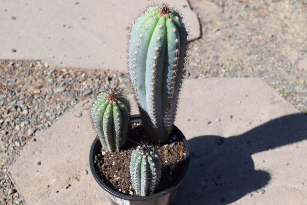 Cipocereus Bradei Cactus