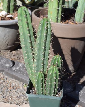 Peruvian Torch Cactus Group