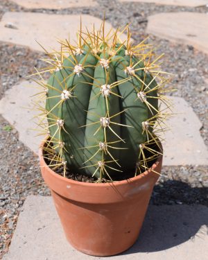 Trichocereus Pascana Cactus