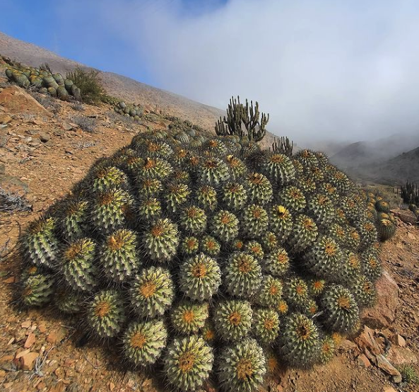Copiapoa Eremophila Cactus Seeds