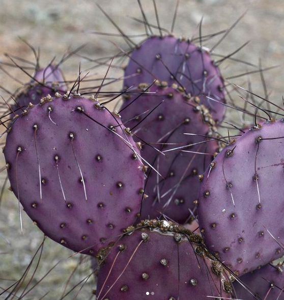 Opuntia Violacea v. Santa Rita | Purple Prickly Pear Seeds