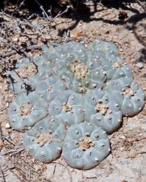 Lophophora Williamsii v Grau-Blau Cactus Seeds