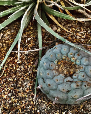 Lophophora Williamsii Var. San Ignacio Cactus Seeds