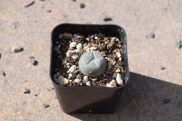 Lophophora Williamsii Cactus | Peyote Cactus