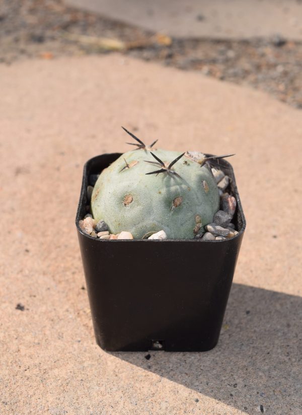 Tephrocactus Geometricus Cactus