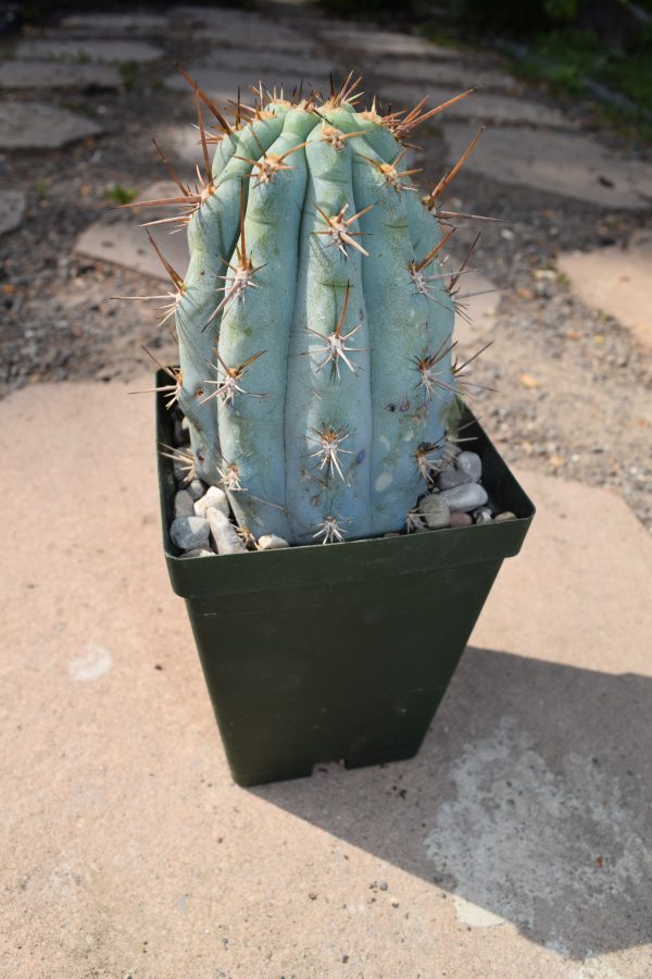Browningia Hertlingiana Cacti