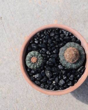 Frailea Asteroides Cactus 