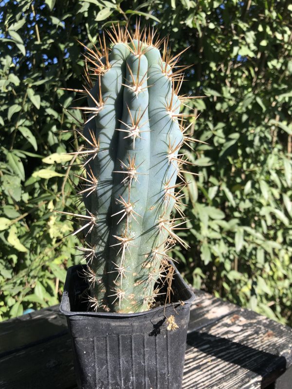Browningia Hertlingiana | Blue Cereus Cactus